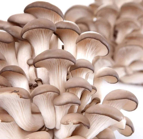 Oyster mushrooms — Stock Photo, Image