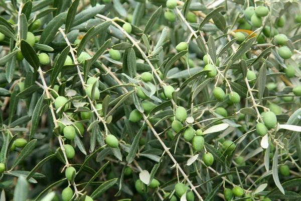 Aceitunas verdes en el olivo — Foto de Stock