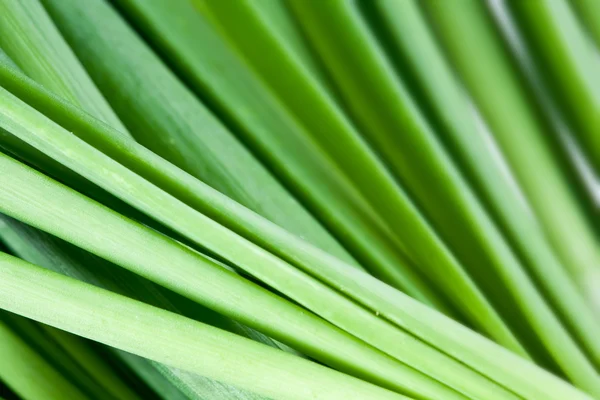 Background of the stems of onion closeup — Stock Photo, Image