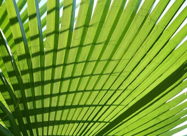 纹理棕榈叶 — 图库照片