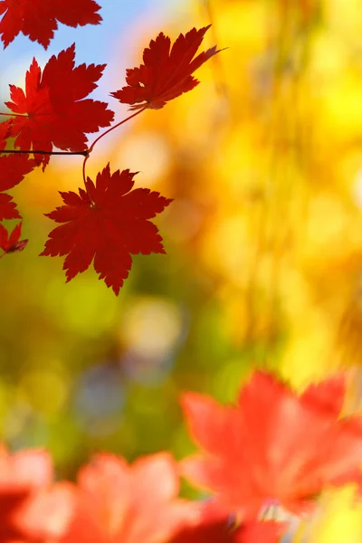 Colores salvajes de octubre —  Fotos de Stock