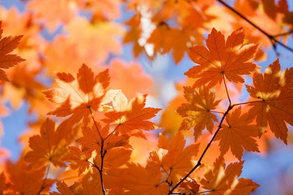 Russian fall colors — Stock Photo, Image