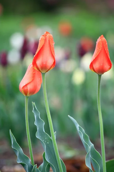 Bel tulipano primaverile — Foto Stock