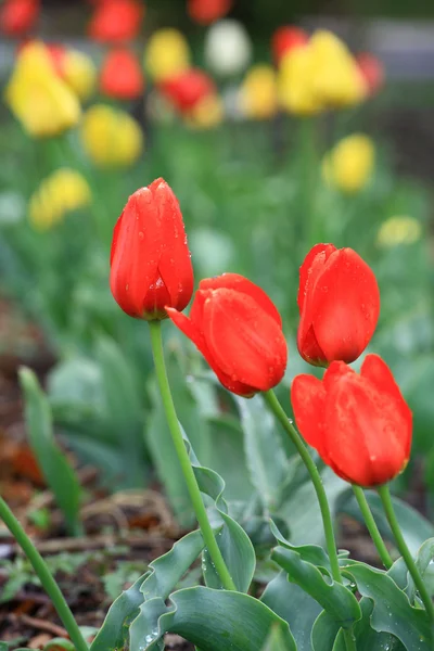 Beautiful spring tulip red and yellow — Stock Photo, Image