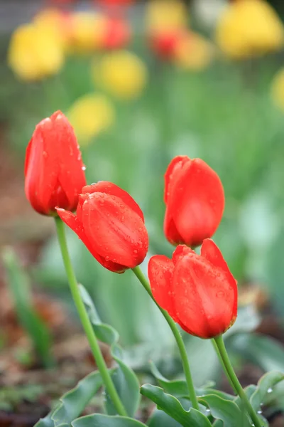Tulipánová červená a žlutá — Stock fotografie