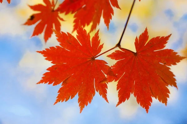 파랑에 빨강 단풍 잎 — 스톡 사진
