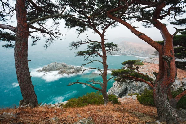 ロシア、沿海地方、岩のビーチ 2 に百年杉 — ストック写真