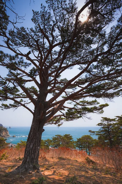 가지에 있는 태양 — 스톡 사진