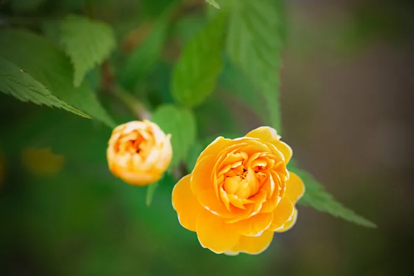 Hermosas flores amarillas — Foto de Stock
