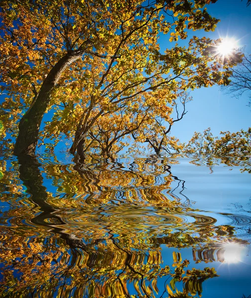 Herfst reflectie — Stockfoto