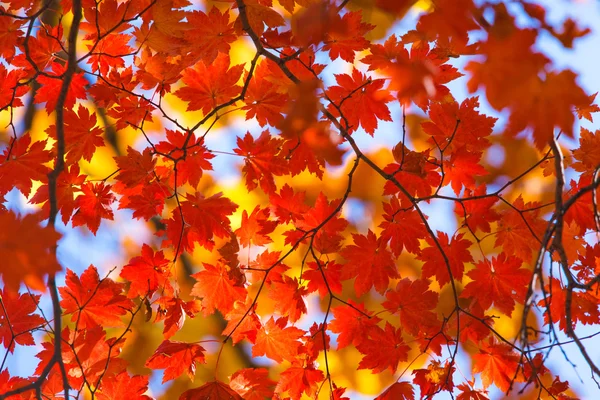 Autumnal abundance — Stock Photo, Image