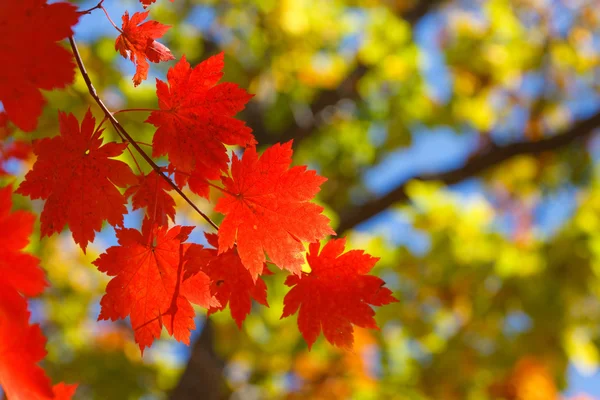 Herbstkontraste — Stockfoto