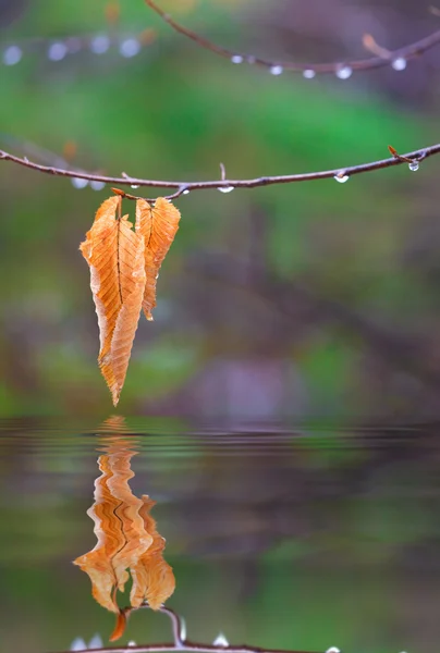 stock image Autumn rain