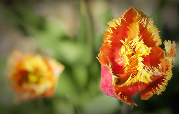 Linda tulipas país — Fotografia de Stock