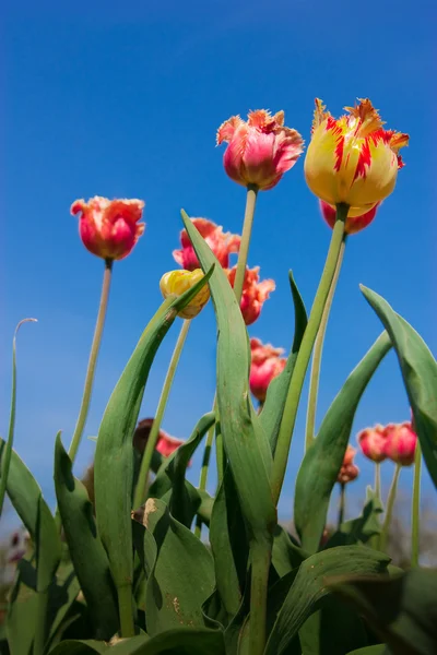 Досить дивні тюльпани тягнуться в небо — стокове фото