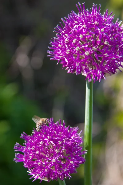 Las abejas polinizan el ajo silvestre —  Fotos de Stock