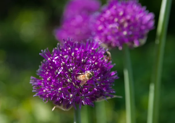 Las abejas polinizan las flores del ajo —  Fotos de Stock
