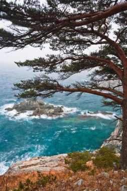 Coastal pine on the rocky shore clipart