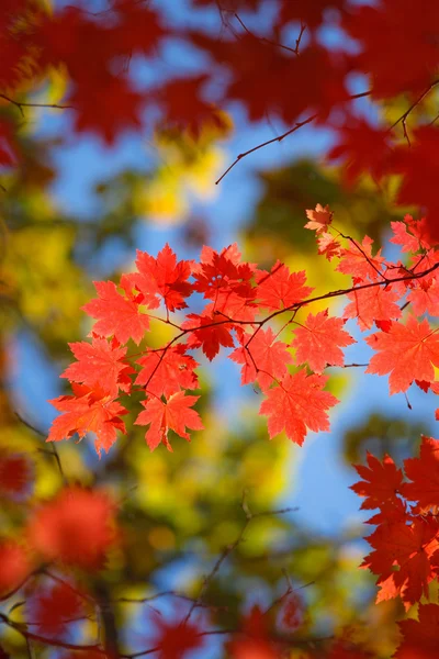 Beautiful scarlet maple leaves in autumn — Stock Photo, Image