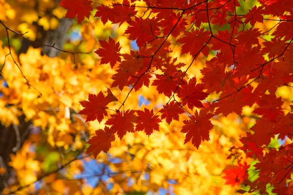 Τα φθινοπωρινά φύλλα είναι όμορφα — Φωτογραφία Αρχείου