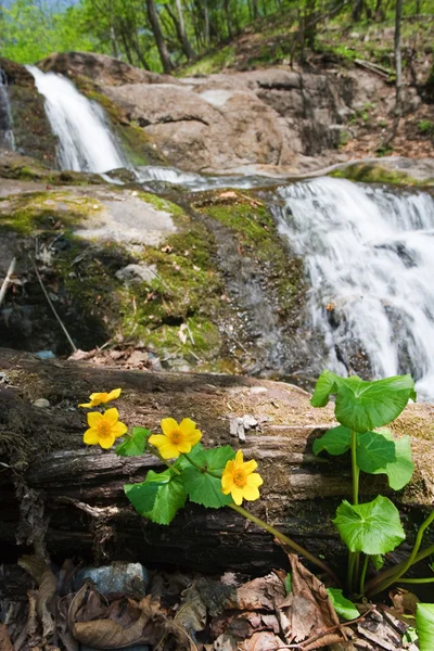 Bunga kuning dekat air terjun — Stok Foto