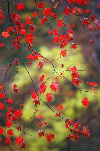 Autumn maple leaf on a branch — Stock Photo, Image