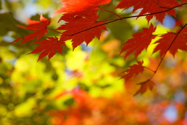 Podzimní javorový list — Stock fotografie