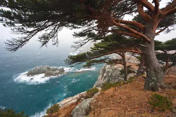 Cedar on a rocky beach — Stock Photo, Image