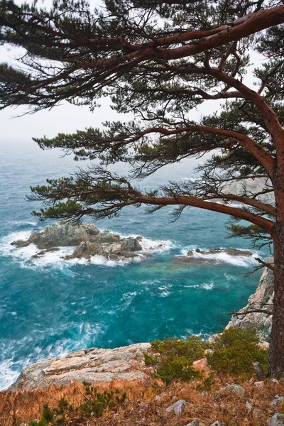 Coastal pine on the rocky shore — Stock Photo, Image