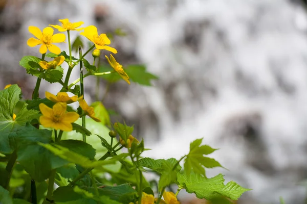 stock image Beautiful yellow flower in water