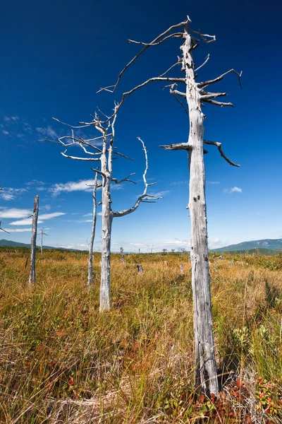 stock image Strange autumn trees