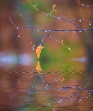Su yüzeyinde sonbahar yaprakları