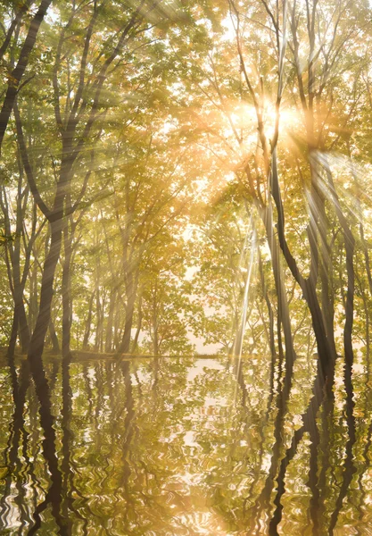 木の枝で秋の太陽 — ストック写真