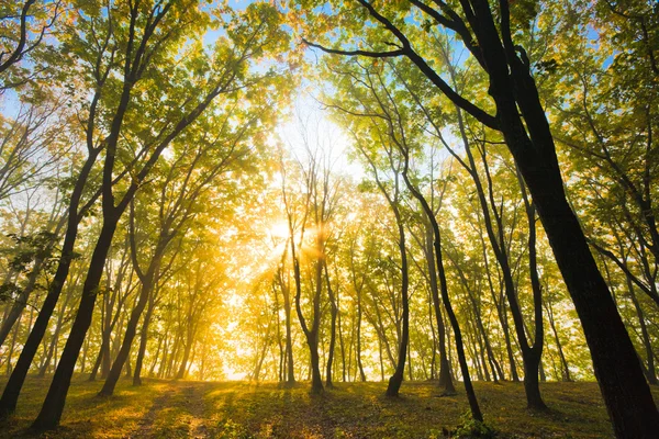 Sol brillante de otoño en las ramas de un árbol — Foto de Stock