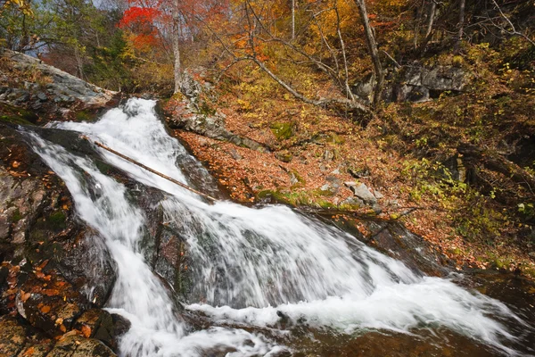 Cachoeira de outono na floresta — Fotografia de Stock