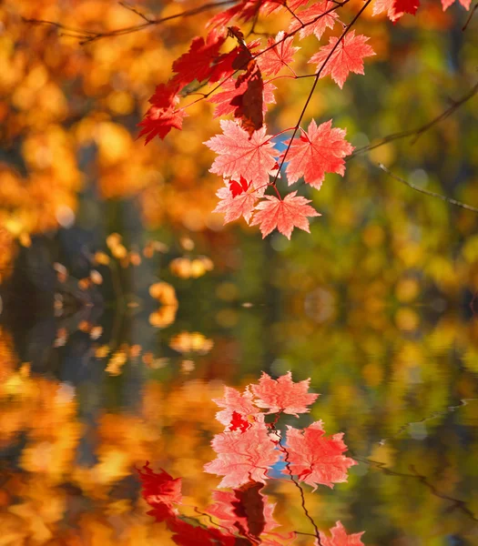 Herfstbladeren tegen een achtergrond van water — Stockfoto