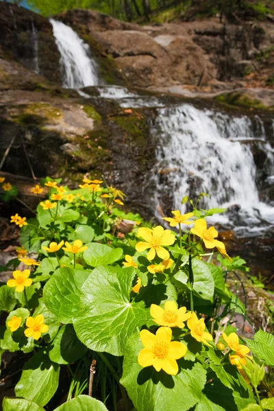 Adorável flor amarela — Fotografia de Stock