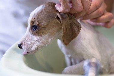 The spaniel puppy a shower in the bath clipart