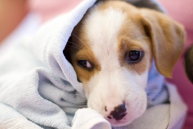 Closeup of spaniel puppy clipart