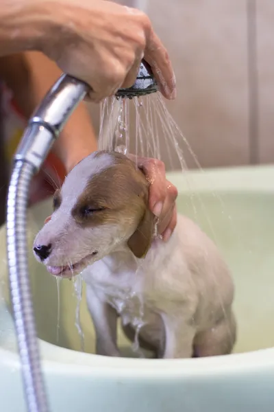 O cachorro gosta de um chuveiro na banheira — Fotografia de Stock