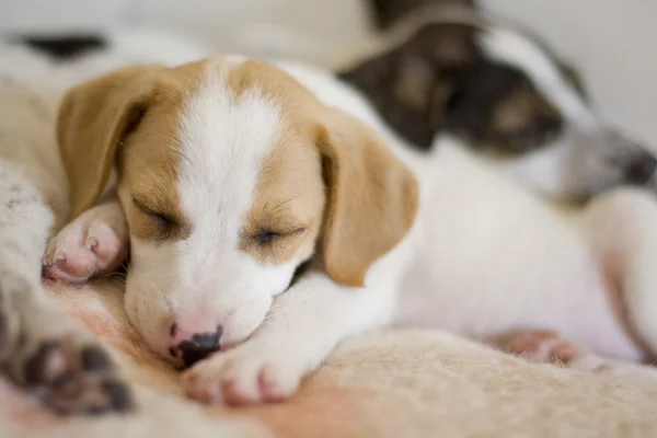 Spaniel puppy slapen op de voorgrond — Stockfoto