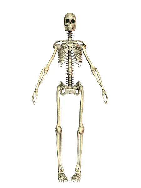 Ein Skelett menschliches — 图库照片