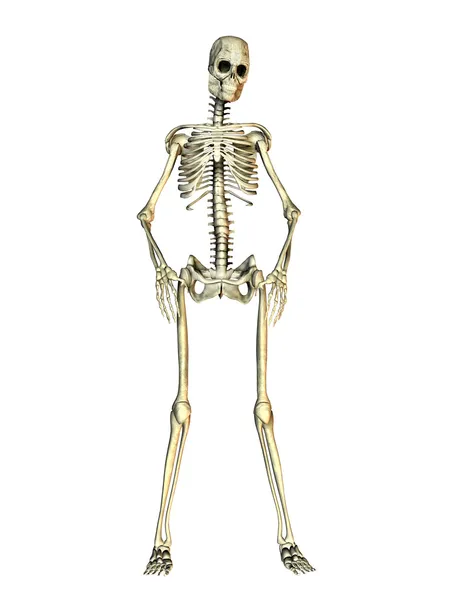 Ein menschliches Skelett — 스톡 사진