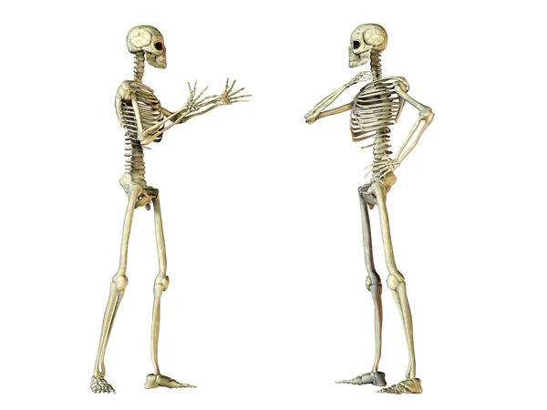 Zwei menschliche Skelette —  Fotos de Stock
