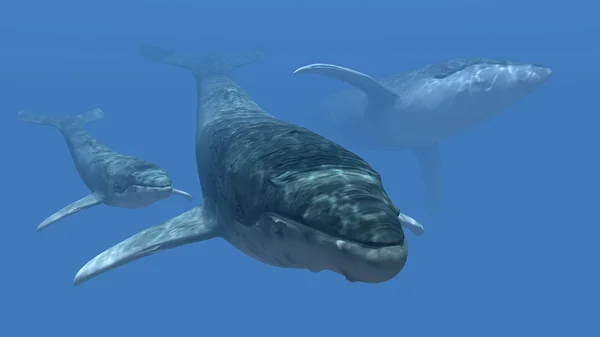 Три кита — стоковое фото