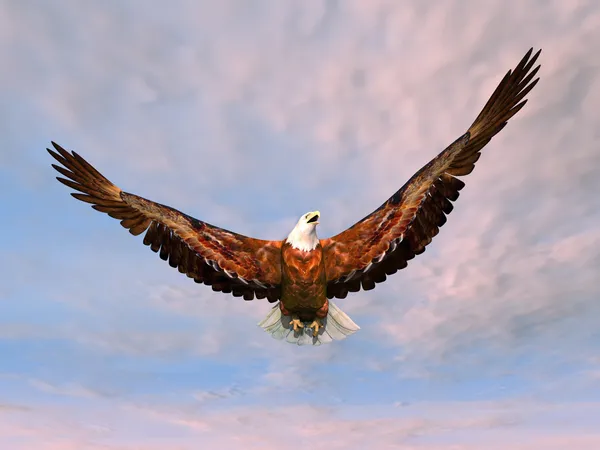 Águila marina —  Fotos de Stock