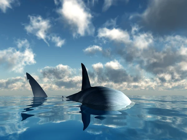 クローズ アップのサメ — ストック写真