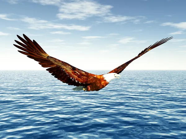 Морской орёл — стоковое фото