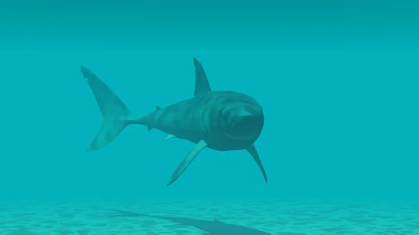 Tubarão de perto — Fotografia de Stock