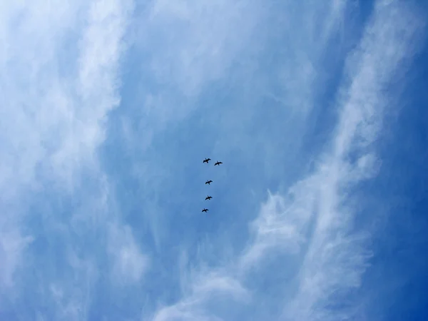 Fåglar i skyn — Stockfoto